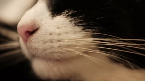 Closeup slow motion video of a black and white resting tom cat. Stock Footage 325104106
