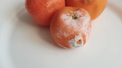 Closeup slow motion video of rotten tangerines covered with white mold.  Video stock 325433010