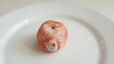 Closeup slow motion video of rotten tangerines covered with white mold.  Video stock 325433099