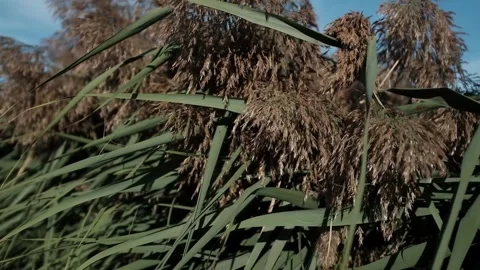 Closeup slow motion video of tall green reeds swaying on wind in day light 库存影片 317623874