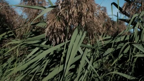 Closeup slow motion video of tall green reeds swaying on wind in day light Stock-Footage 317623883