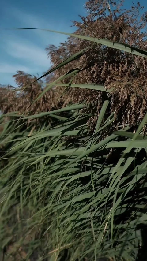 Closeup slow motion video of tall green reeds swaying on wind in day light. Stock Footage 317623928