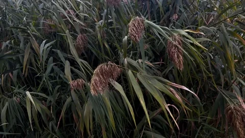Closeup slow motion video of tall green reeds swaying on wind in day light.  Stock Footage 318729457