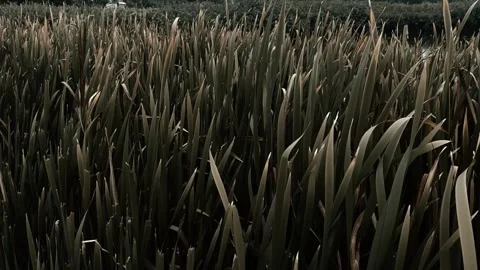 Closeup slow motion video of tall green reeds swaying on wind in day light.  Stock Footage 318729461