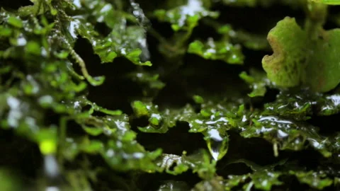 Closeup of slow motion water drops on leaves Stock Footage 296689095