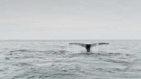 Closeup slow motion whale tail at ocean aerial. Environment preserve of Video stock 156231276