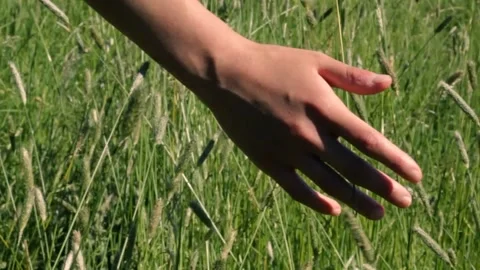 Closeup slow motion of woman's open hand running through wheat field. Video stock 131474069