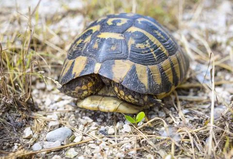 Closeup of a slow patterned tortoise hiding its head under its shell Stock Photos