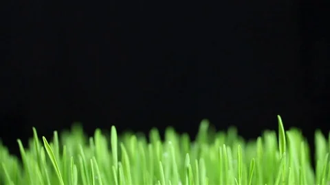 Closeup of slowly rotating young green wheat sprouts over black background Video stock 74726783