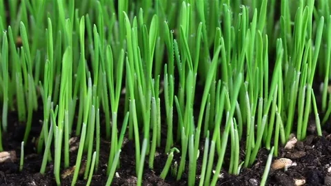 Closeup of slowly rotating young green wheat sprouts Video stock 74726967