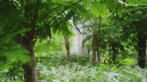 Closeup slowmotion black butterfly Stock Footage 281350779