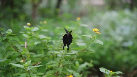 Closeup slowmotion black butterfly Stock Footage 281351044