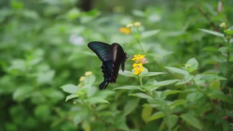 Closeup slowmotion black butterfly Stock Footage 281351265