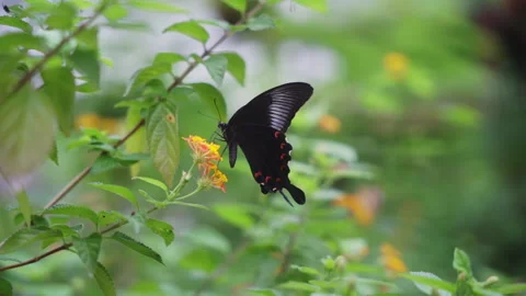 Closeup slowmotion black butterfly Stock Footage 281351471