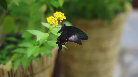 Closeup slowmotion black butterfly Stock Footage 281351745