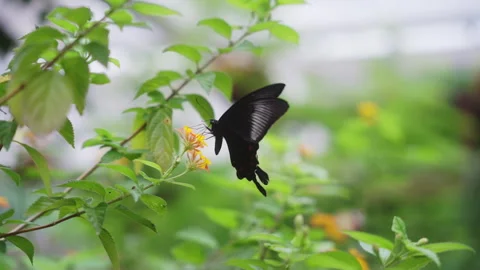 Closeup slowmotion black butterfly Stock Footage 281351765