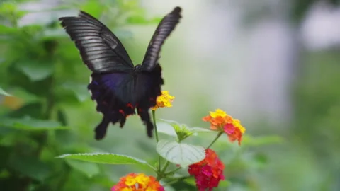 Closeup slowmotion black butterfly Stock Footage 281352874