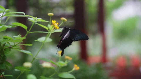 Closeup slowmotion black butterfly Stock Footage 281352886