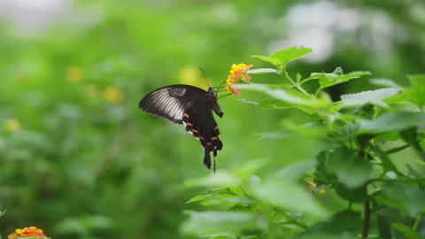 Closeup slowmotion black butterfly Stock Footage 281353356