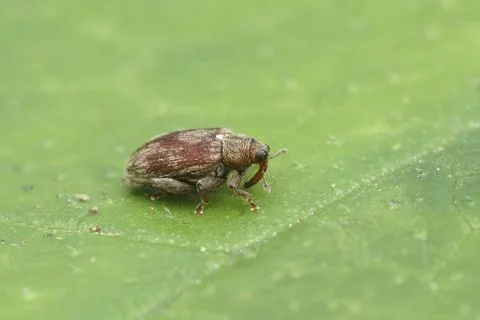 Closeup on the small alder flea or jumping weevil, Orchestes testaceus sitt.. Stock Photos