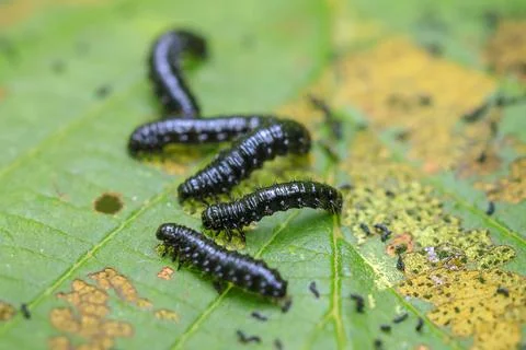 Closeup of a small alder leaf beetle, agelastica alni, caterpillar climbing u Stock Photos