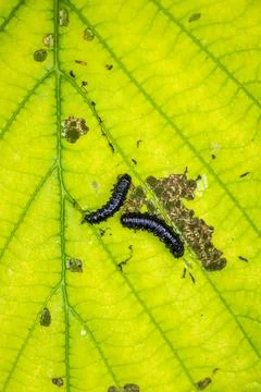 Closeup of a small alder leaf beetle, agelastica alni, caterpillar climbing.. Stock Photos