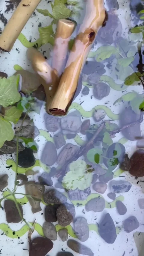 Closeup of small aquatic environment revealing lively movement and reflections Stock Footage 341671785