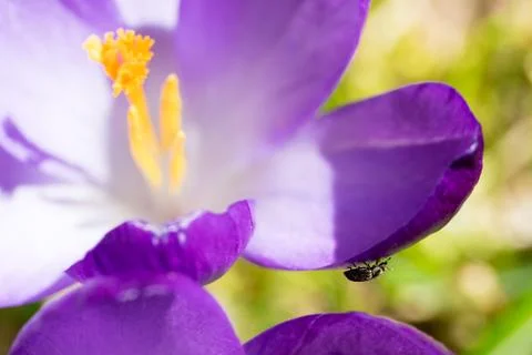 Closeup of a small beetle (prob. common pollen beetle, Brassicogethes aeneus) Stock Photos
