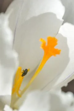 Closeup of a small beetle (prob. common pollen beetle, Brassicogethes aeneus) Stock Photos
