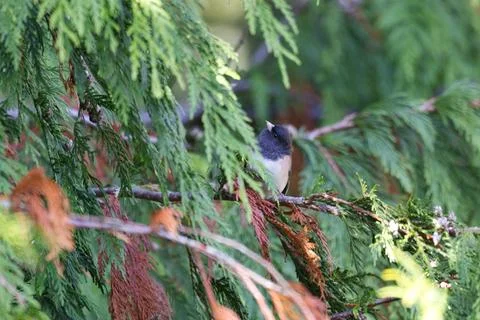 Closeup of Small Bird Perched on Evergreen Branch in Washington State Stock Photos
