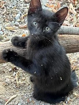 Closeup of small black cat watching camera with selective focus on foreground Stock Photos