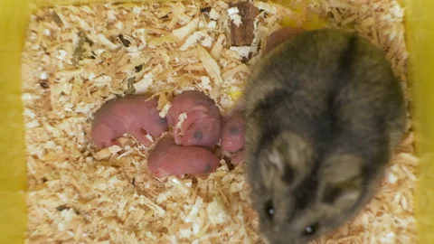 Closeup of small blind newborn rats lying down on wooden sawdust in pet nest. Stock Footage 153407450