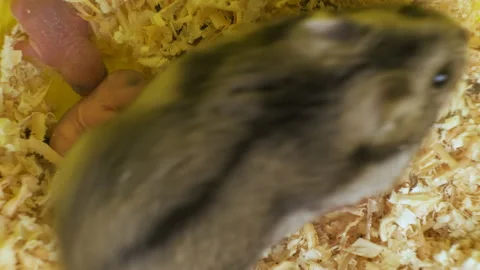 Closeup of small blind newborn rats lying down on wooden sawdust in pet nest. Stock Footage 154307188