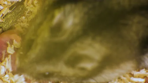 Closeup of small blind newborn rats lying down on wooden sawdust in pet nest. Stock Footage 154688197