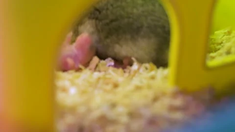 Closeup of small blind newborn rats lying down on wooden sawdust in pet nest. Stock Footage 160443607