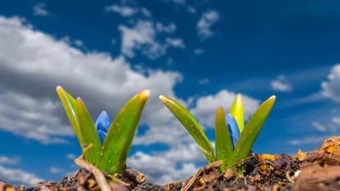 Closeup small blue snowdrop flowers growth in forest Stock Footage 221576032