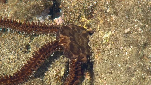 Closeup of a small brittlestar hiding on the reef Stock Footage 106496975