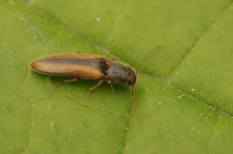 Closeup on a small brown click beetle, Dalopius marginatus on a green leaf Stock Photos