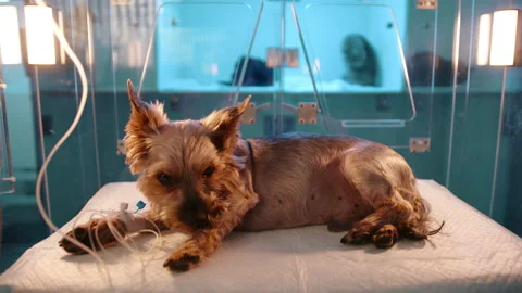 A closeup of small brown dog laying in a glass oxygen chamber in a veterinary Stock Footage 236458002