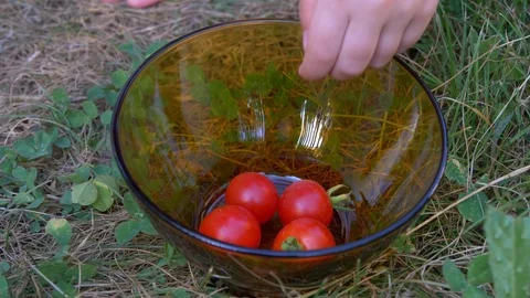 Closeup of small children hands choosing and picking a red ripe cherry tomatoes Stock Footage 112733783