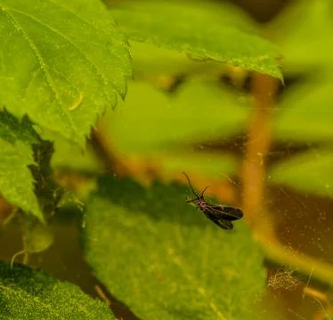 Closeup of small creature caught in a spider web Stock Photos