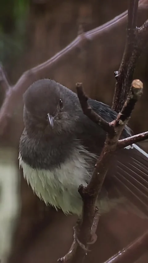 Closeup of a small darkcolored bird perched on a thin tree branch Видео 335491411