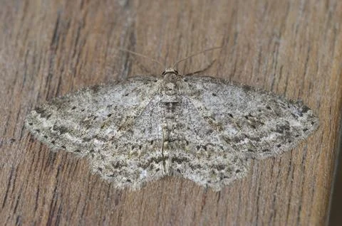 Closeup on the small engrailed geometer moth, Ectropis crepuscularia , sitting Stock Photos