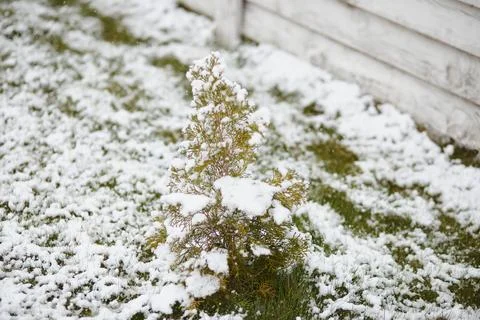 Closeup of a small evergreen tree partially buried in snow near a wooden fence Stock Photos