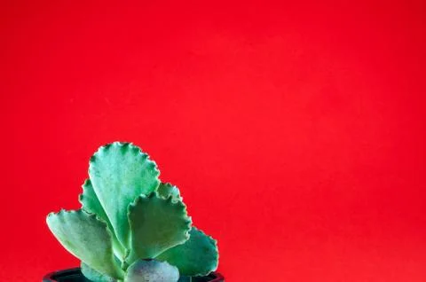 Closeup of small fat plant on colored background with copy space Stock Photos