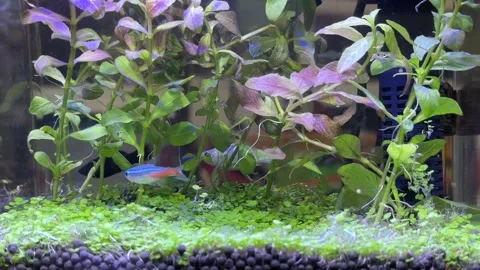Closeup small fish tank with fish and water plants Stock Footage 306128563
