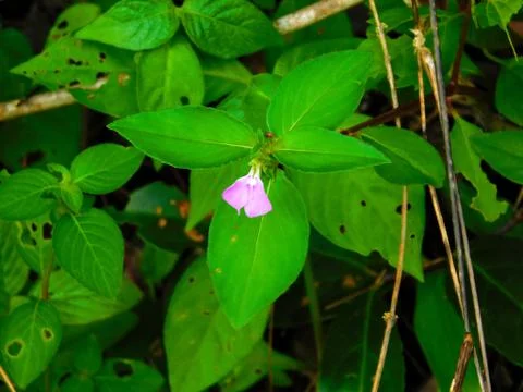 Closeup- Small Flower Stock Photos