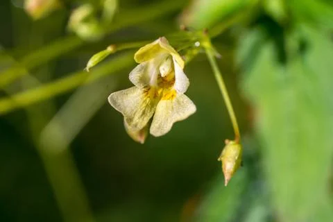 Closeup of Small-flowered Touch-me-not  (Impatiens parviflora ) flower Stock Photos