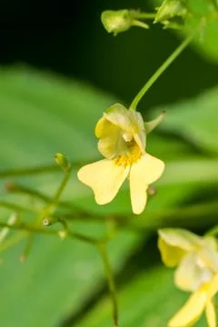 Closeup of Small-flowered Touch-me-not  (Impatiens parviflora ) flower Stock Photos