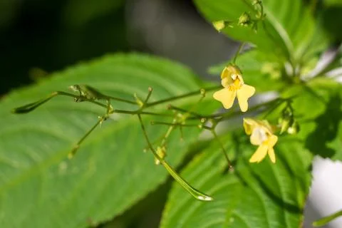 Closeup of Small-flowered Touch-me-not  (Impatiens parviflora ) plant Stock Photos